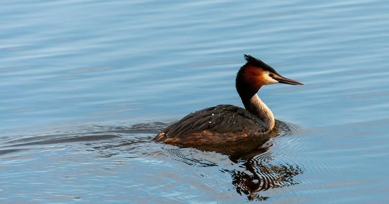 Auchan oiseau : le guide complet pour bien choisir et acheter pas cher