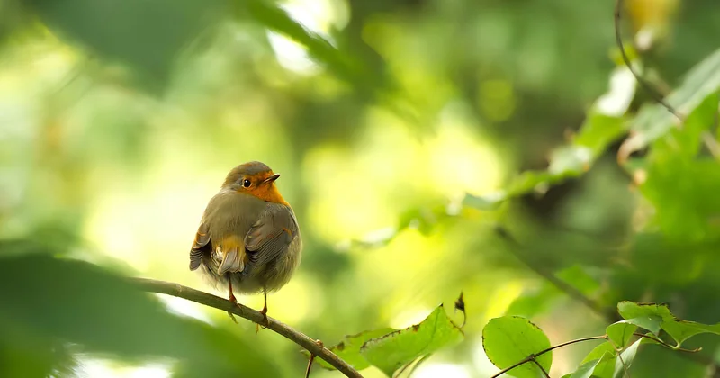 Attirer les oiseaux sauvages dans votre jardin : le bonus